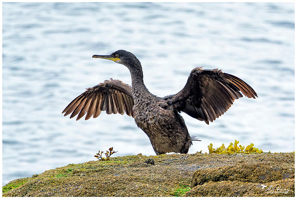 Great Cormorant (Aalscholver) on the Isle of Mull - Scotland