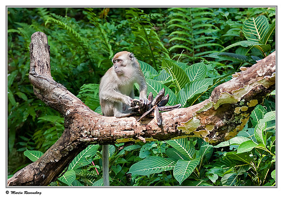 Long-tailed Macaque  in the Gunung Leuser National Park at Bukit Lawang