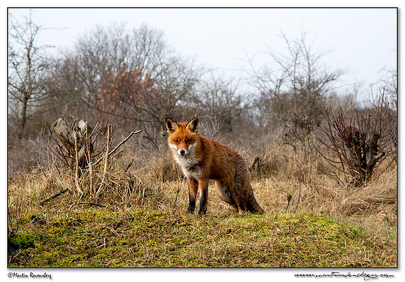 Red Fox (Vos) at the Amsterdamse Waterleiding Duinen Nature Reserve