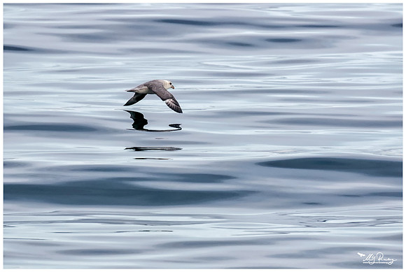 Northern Fulmar (Noordse Stormvogel)  near Moffen Island.
