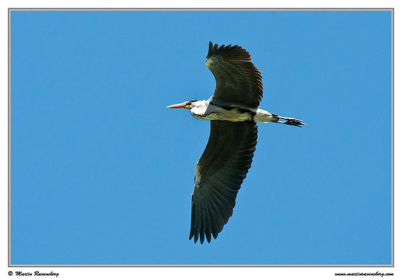 Grey Heron (Blauwe Reiger)  near Hazerswoude in the meadow birds reserve De Wilck