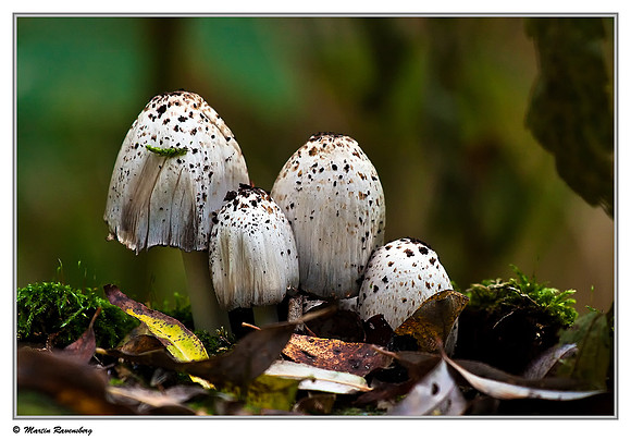 (Unknown) Mushroom at the Prielenbos - Noord-AA near Zoetermeer