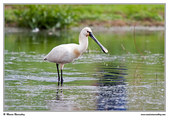 Eurasian Spoonbill or Common Spoonbill (Lepelaar) at the Groene Jonker nature area near Nieuwkoop