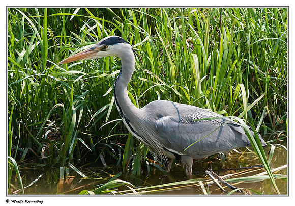 Grey Heron (Blauwe Reiger) near Hazerswoude