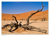 Zambia, Botswana, Namibia, South Africa (2008)