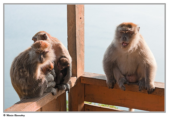 Long-tailed Macaque at a viewpoint over the Toba Lake near Prapat