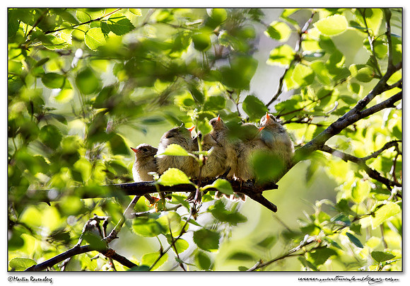 5 juvenile Goldcrest (Goudhaantje) on a tree branch