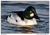 Ducks