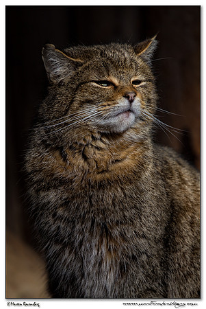 Wildcat (Wilde Kat) at the Bavarian Forest National Park