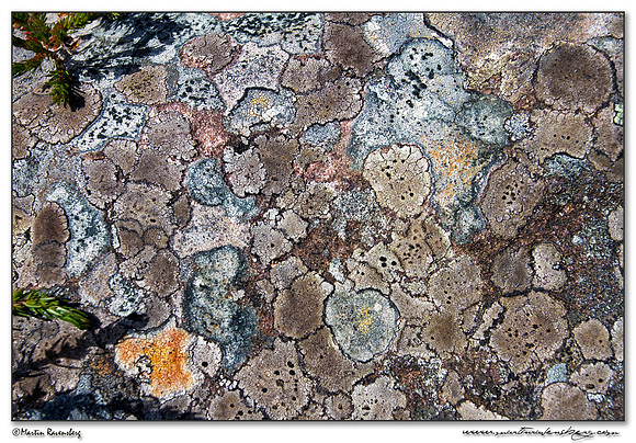 Lichens (Korstmossen)