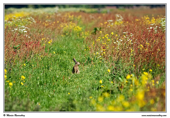 European Hare (Haas) near Hazerswoude in the meadow birds reserve De Wilck