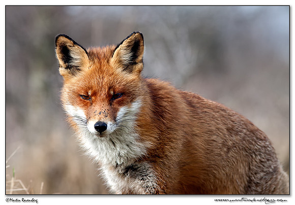 Red Fox (Vos) at the Amsterdamse Waterleiding Duinen Nature Reserve