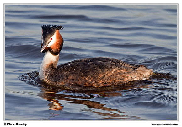 Great Crested Grebe (Fuut) at the Starrevaart lake near Stompwijk