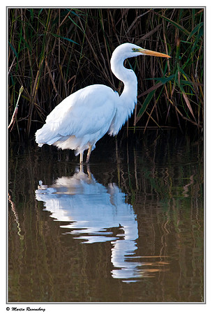 Great Egret (Grote Zilverreiger) at the Oostvaardersplassen - Lepelaarhut
