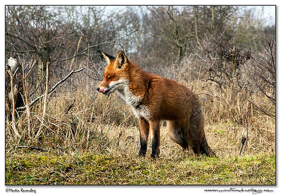 Red Fox (Vos) at the Amsterdamse Waterleiding Duinen Nature Reserve
