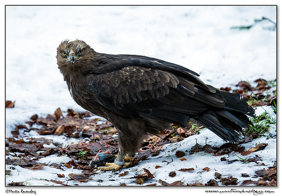 Lesser Spotted Eagle (Schreeuwarend) at the Bavarian Forest National Park