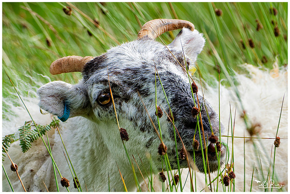 Blackface sheep on the Isle of Mull - Scotland