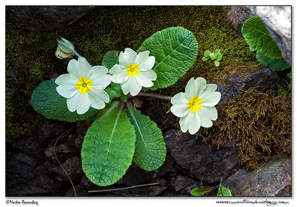Common primrose (Stengelloze Sleutelbloem)
