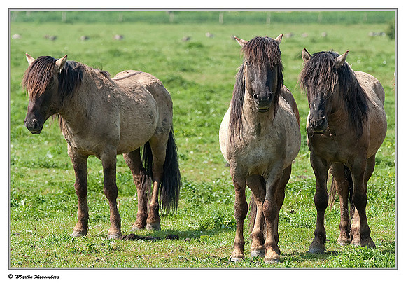Konikhorses (Konikpaard) at the Oostvaardersplassen - Oostvaardersveld viewpoint