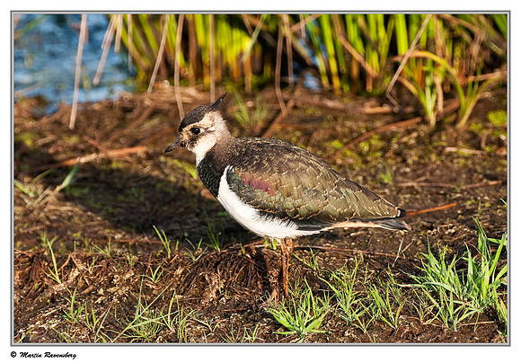 Northern Lapwing (Kievit) at the Groene Jonker nature area near Nieuwkoop