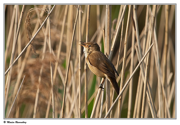 Eurasian Reed Warbler (Kleine Karekiet) at the Oostvaardersplassen -  Lepelaarhut