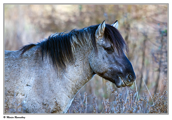 Konikhorse (Konikpaard) at the Oostvaardersplassen - De Poelruiter Vogelkijkhut