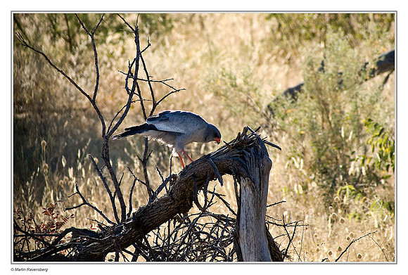 Southern Pale Chanting Goshawk in Etosha National Park