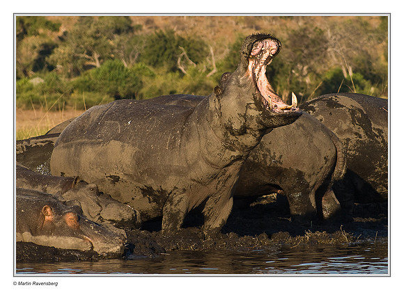 Common Hippopotamus
