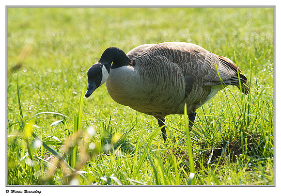 Canada Goose (Canadese Gans) near Gelderswoude