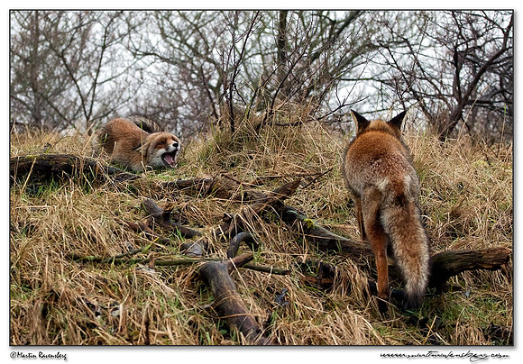 Red Fox (Vos) at the Amsterdamse Waterleiding Duinen Nature Reserve
