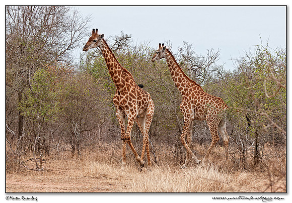 South African Giraffe (Kaapse Giraffe) at the Hlane Royal National Park