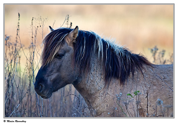 Konikhorse (Konikpaard) at the Oostvaardersplassen - De Poelruiter Vogelkijkhut