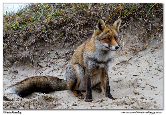 Red Fox (Vos) at the Amsterdamse Waterleiding Duinen Nature Reserve