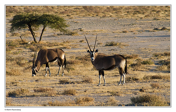 Gemsbok in Etosha National Park