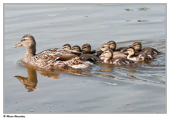 Mallard ♀ (Wilde Eend) at the Reeuwijkse Plassen