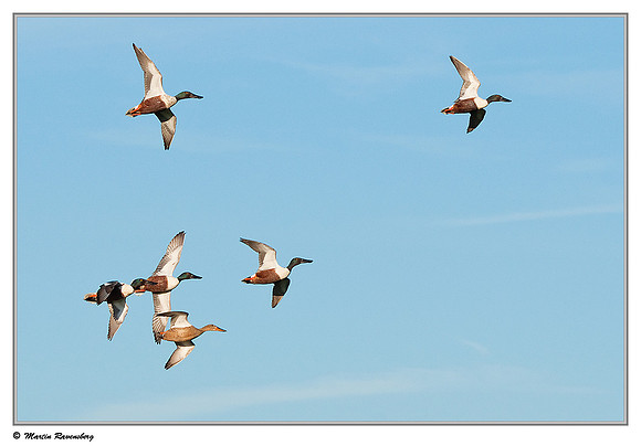 Northern Shoveler (Slobeend) near Hazerswoude in the meadow birds reserve De Wilck