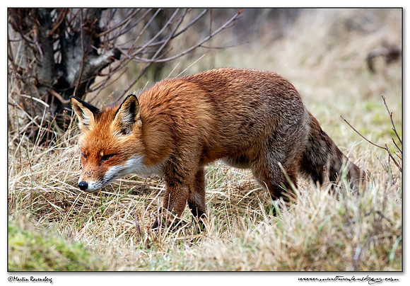 Red Fox (Vos) at the Amsterdamse Waterleiding Duinen Nature Reserve