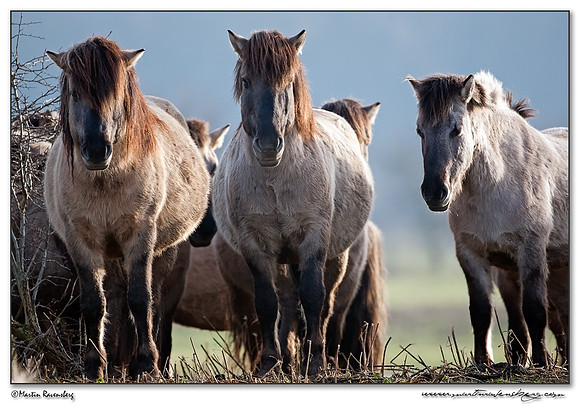 Konikhorse (Konikpaard) at the Oostvaardersplassen - De Wildroosters