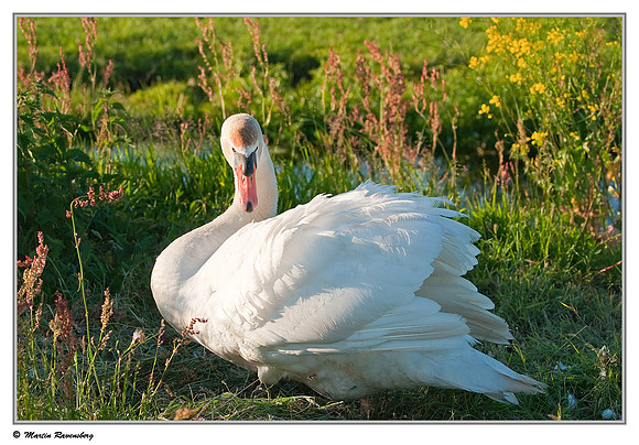 Mute Swan (Knobbelzwaan) near Hazerswoude in the meadow birds reserve De Wilck