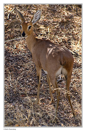 Steenbok in Etosha National Park