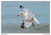 Gulls