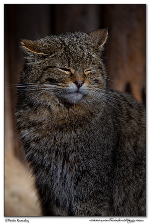 Wildcat (Wilde Kat) at the Bavarian Forest National Park