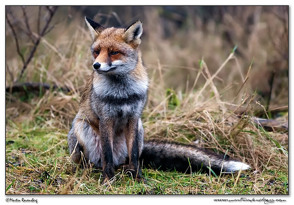 Red Fox (Vos) at the Amsterdamse Waterleiding Duinen Nature Reserve