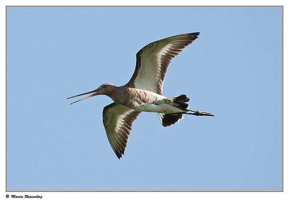 Black-tailed Godwit (Grutto) near Hazerswoude in the meadow birds reserve De Wilck