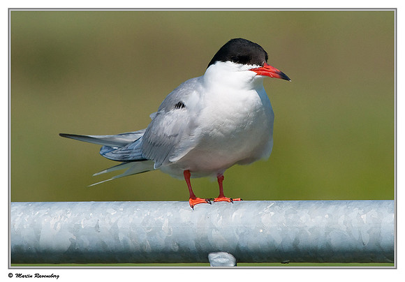 Common Tern (Visdiefje) near Gouda